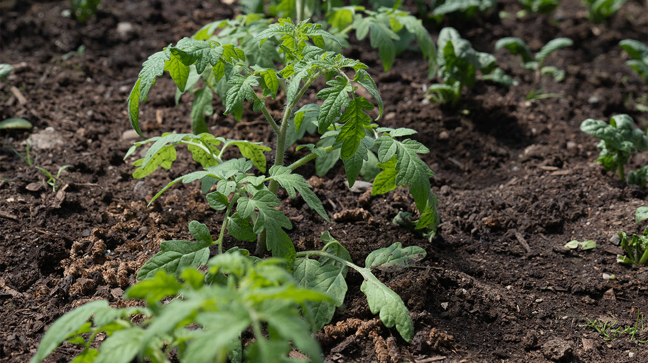 MDCC MDCC receives agricultural grant to grow specialty crops and educate the community